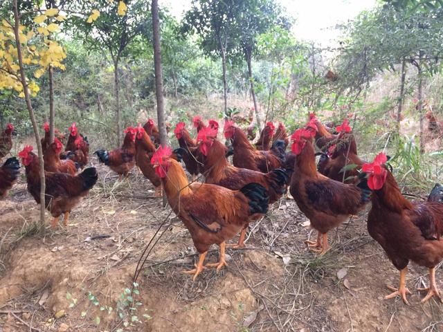 太仓出售散养土鸡