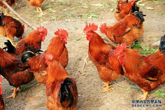 上海虹口散养土鸡